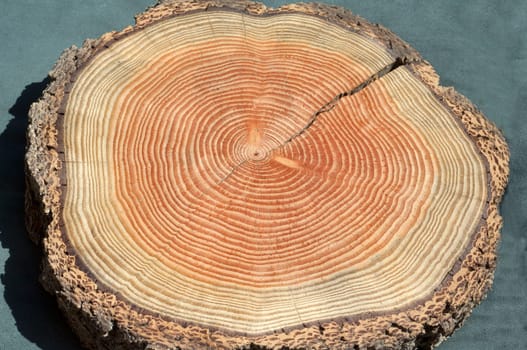 Jahresringe  Jahrring  Holzring