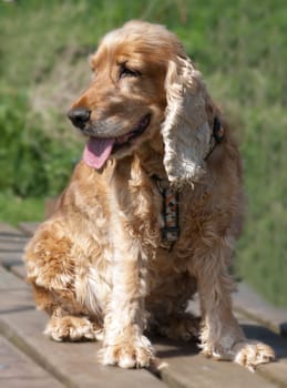Cocker,Spaniel,Red,Cocker Spaniel