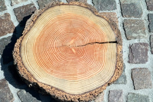 Jahresringe  Jahrring  Holzring