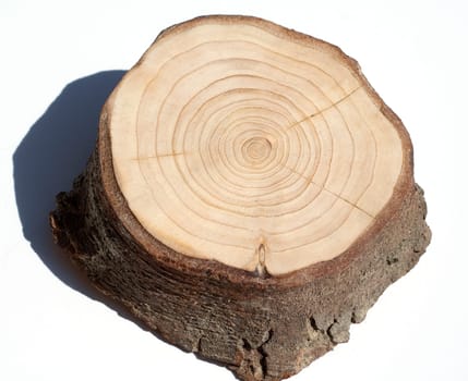 Jahresringe  Jahrring  Holzring