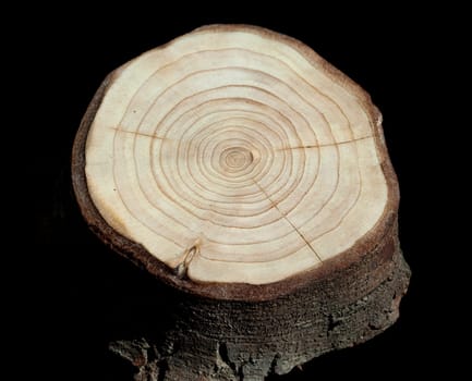 Jahresringe  Jahrring  Holzring