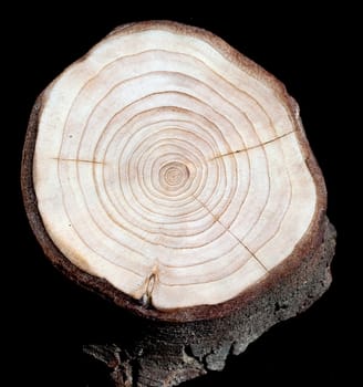 Jahresringe  Jahrring  Holzring
