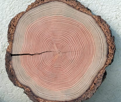 Jahresringe  Jahrring  Holzring