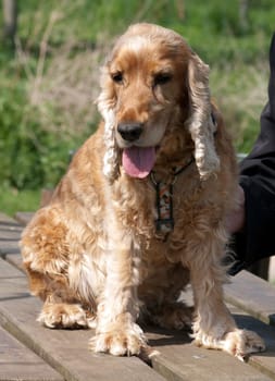 Cocker,Spaniel,Red,Cocker Spaniel
