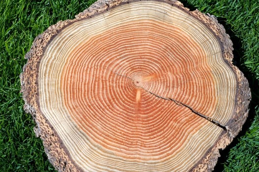 Jahresringe  Jahrring  Holzring