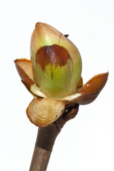 Kastanienknospen