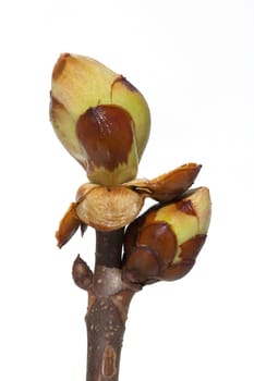 Kastanienknospen
