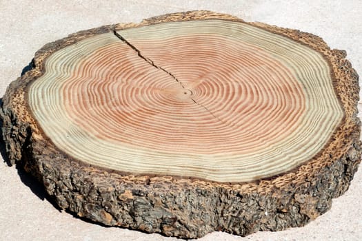 Jahresringe  Jahrring  Holzring