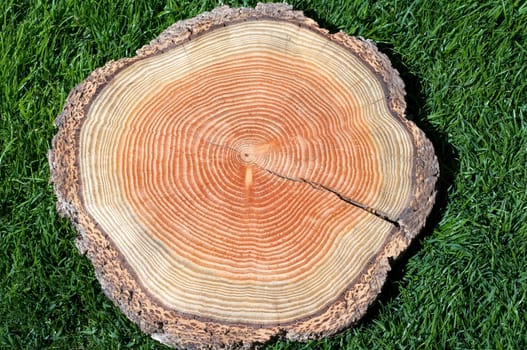 Jahresringe  Jahrring  Holzring