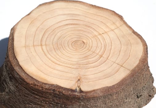 Jahresringe  Jahrring  Holzring