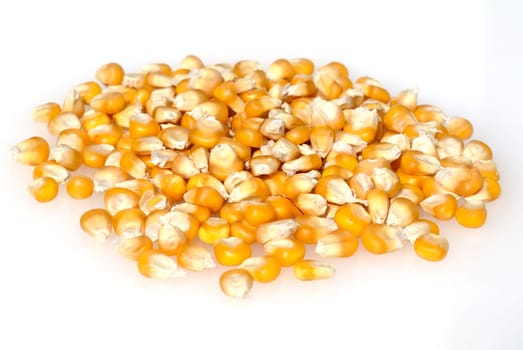 Mais  Zea mays  Maiskoerner
