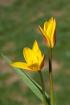 Lieblichbluehende, bluehende, Tulpe