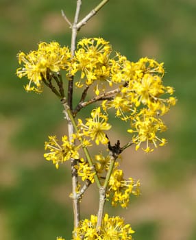 Kornelkirschenblueten, Kornelkirsche, Cornus, mas