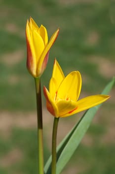 Lieblichbluehende, bluehende, Tulpe
