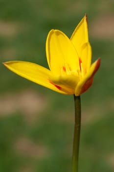 Lieblichbluehende, bluehende, Tulpe