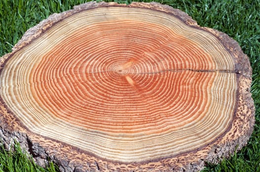 Jahresringe  Jahrring  Holzring