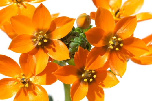 Milchsterne, Ornithogalum, Dubium