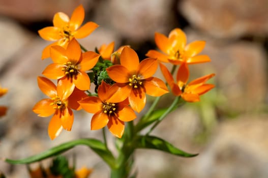 Milchsterne, Ornithogalum, Dubium