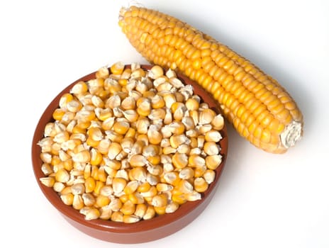 Mais  Zea mays  Maiskoerner