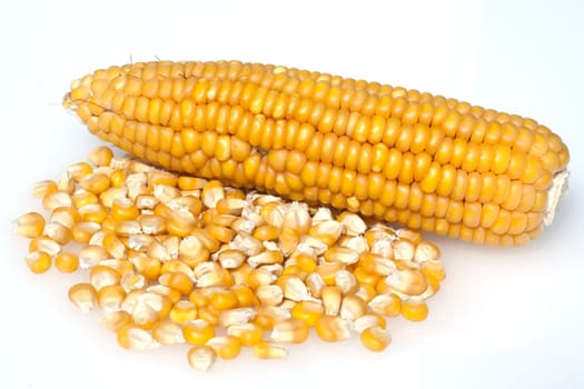 Mais  Zea mays  Maiskoerner