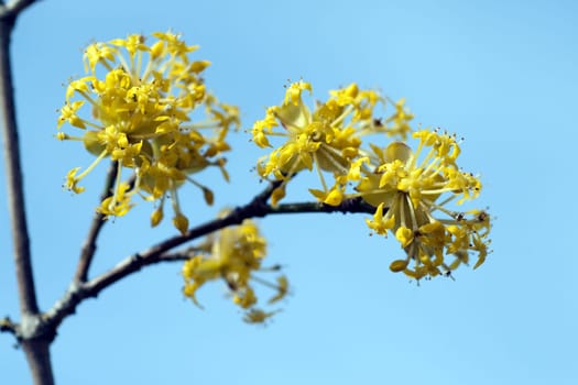 Kornelkirschenblueten, Kornelkirsche, Cornus, mas