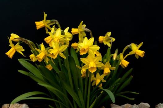 Narzisse  tete a tete  Narcissus  Osterglocke