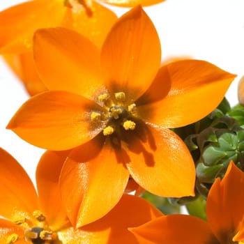 Milchsterne, Ornithogalum, Dubium