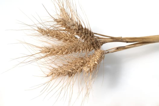 Triticale, Wintertriticale, Triticosecale, rimpauii