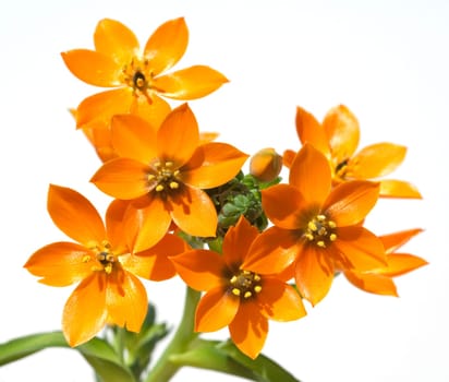 Milchsterne, Ornithogalum, Dubium