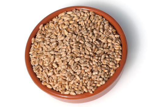 Triticale, Wintertriticale, Triticosecale, rimpauii