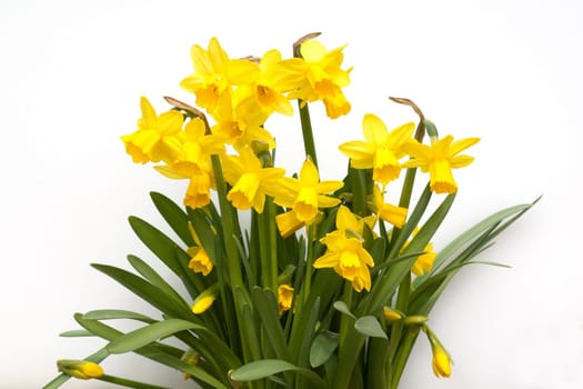 Narzisse  tete a tete  Narcissus  Osterglocke