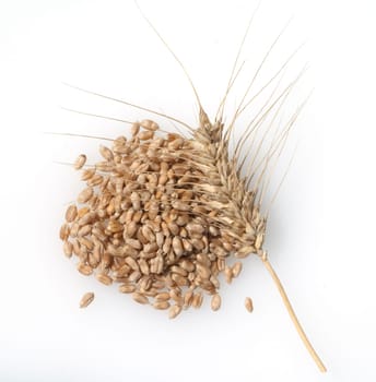 Triticale, Wintertriticale, Triticosecale, rimpauii