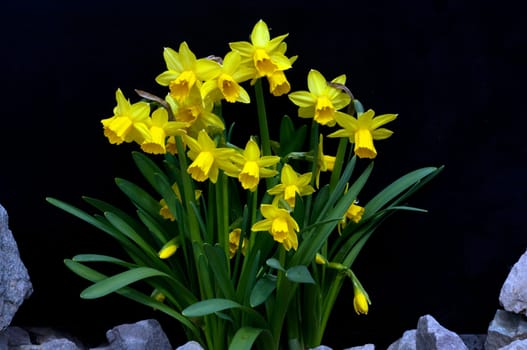 Narzisse  tete a tete  Narcissus  Osterglocke