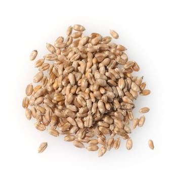 Triticale, Wintertriticale, Triticosecale, rimpauii