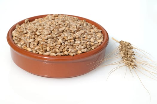 Triticale, Wintertriticale, Triticosecale, rimpauii
