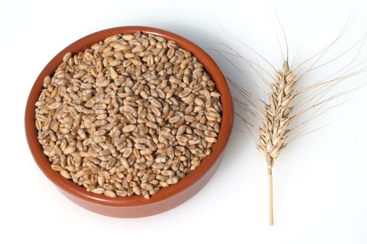 Triticale, Wintertriticale, Triticosecale, rimpauii