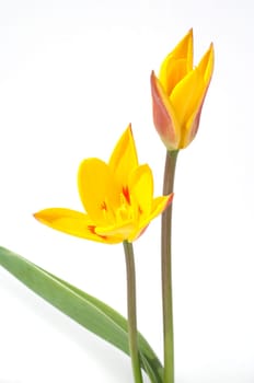 Lieblichbluehende, bluehende, Tulpe