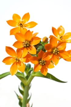 Milchsterne, Ornithogalum, Dubium
