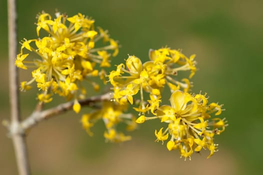Kornelkirschenblueten, Kornelkirsche, Cornus, mas