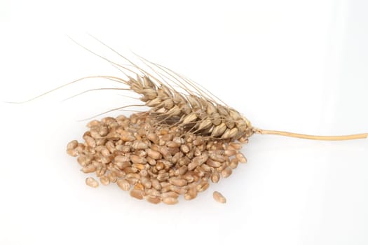 Triticale, Wintertriticale, Triticosecale, rimpauii