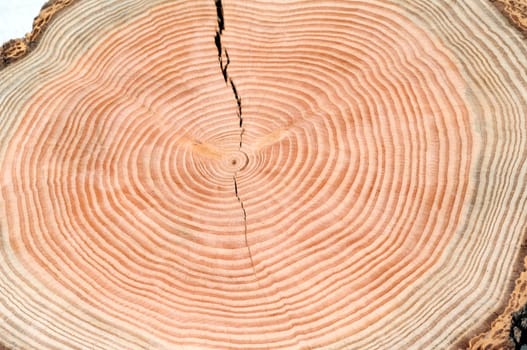 Jahresringe  Jahrring  Holzring