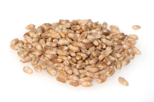 Triticale, Wintertriticale, Triticosecale, rimpauii