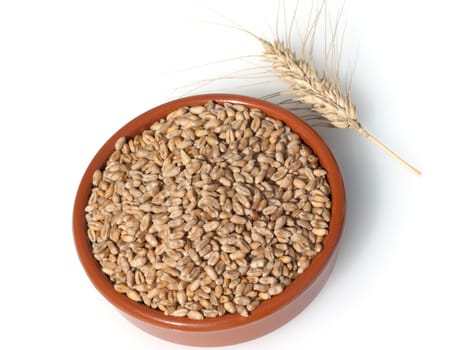 Triticale, Wintertriticale, Triticosecale, rimpauii