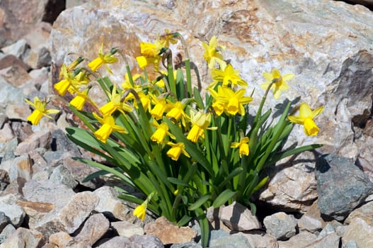 Narzisse  tete a tete  Narcissus  Osterglocke