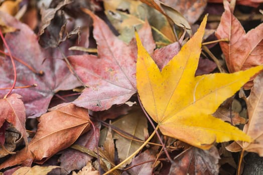 Yellow maple leaf for adv or others purpose use