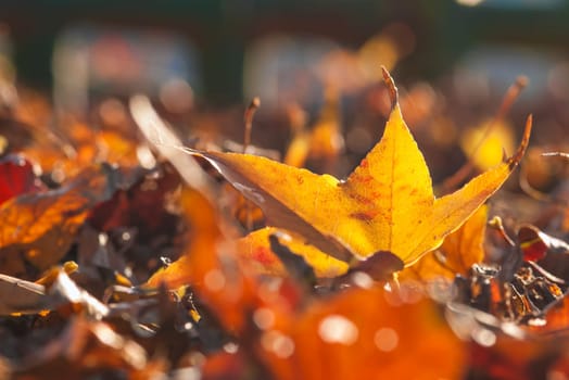 Yellow maple leaf for adv or others purpose use