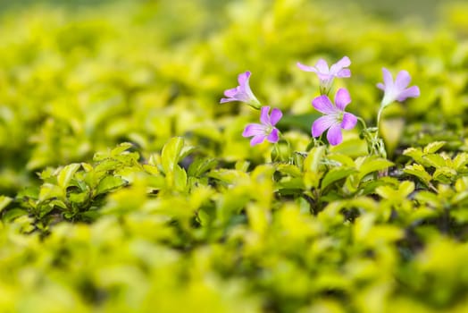 Shamrock with nice green