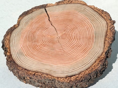 Jahresringe  Jahrring  Holzring