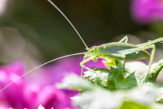 Grasshopper Macro for adv or others purpose use