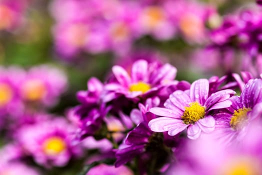 field of daisy flowers for adv or others purpose use